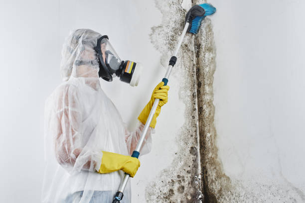 Best Black Mold Removal  in Happy Valley, CA