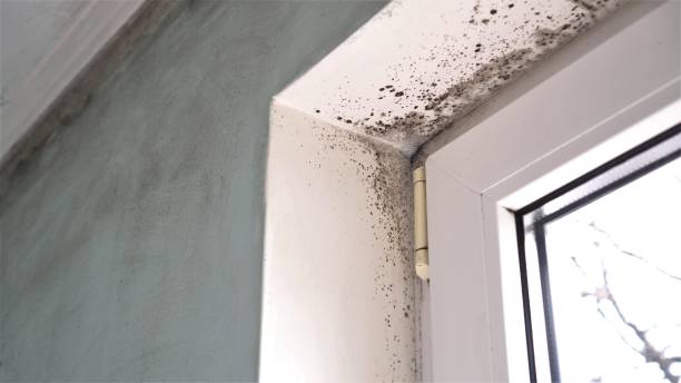 Best Commercial Mold Removal  in Happy Valley, CA