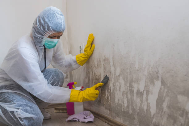 Best Mold Damage Repair  in Happy Valley, CA