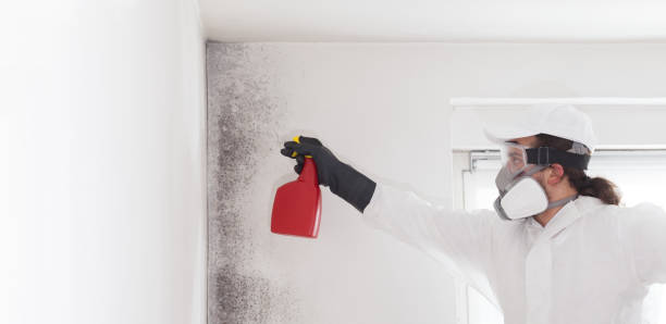 Best Crawl Space Mold Removal  in Happy Valley, CA