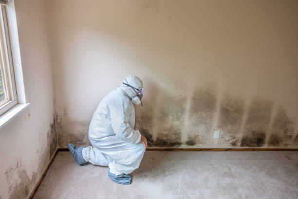 Best Toxic Mold Removal  in Happy Valley, CA