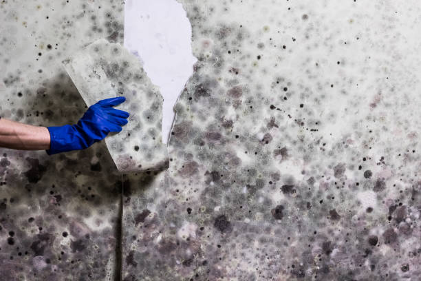 Best Mold Testing  in Happy Valley, CA