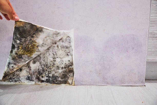 Best Black Mold Removal  in Happy Valley, CA